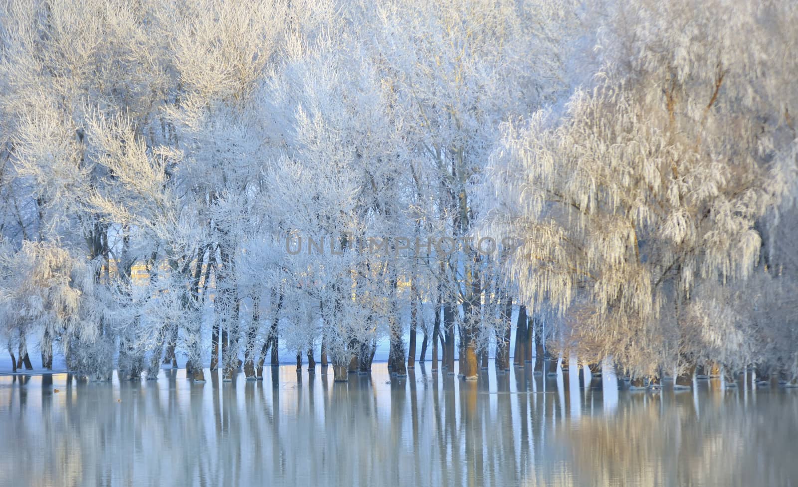Frosty winter trees on Danube river