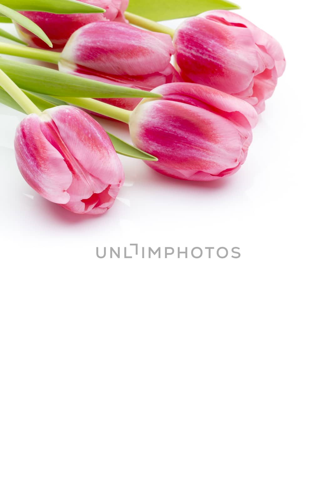 Pink tulips on the white background.