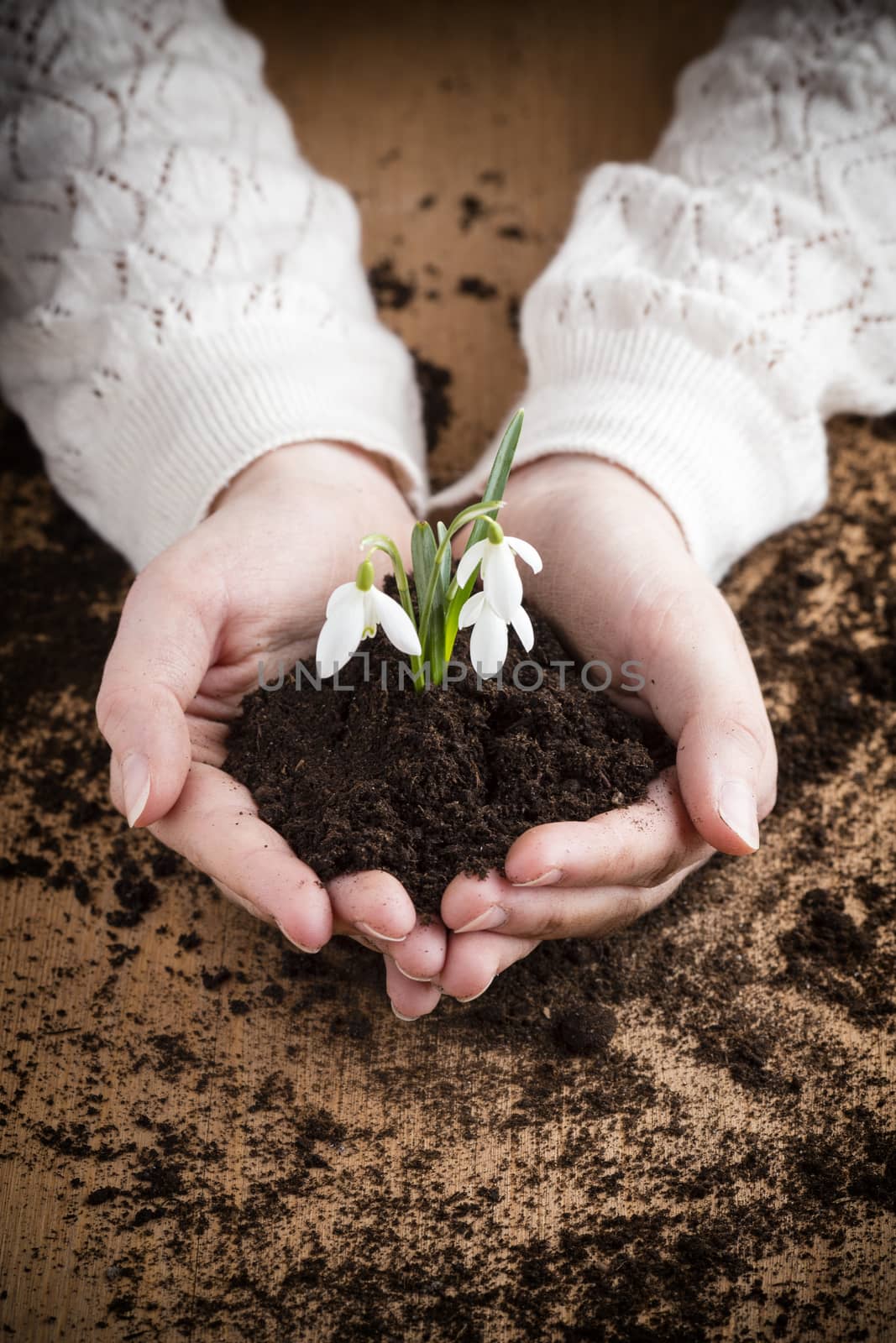 A little girl holding a snowdrop.