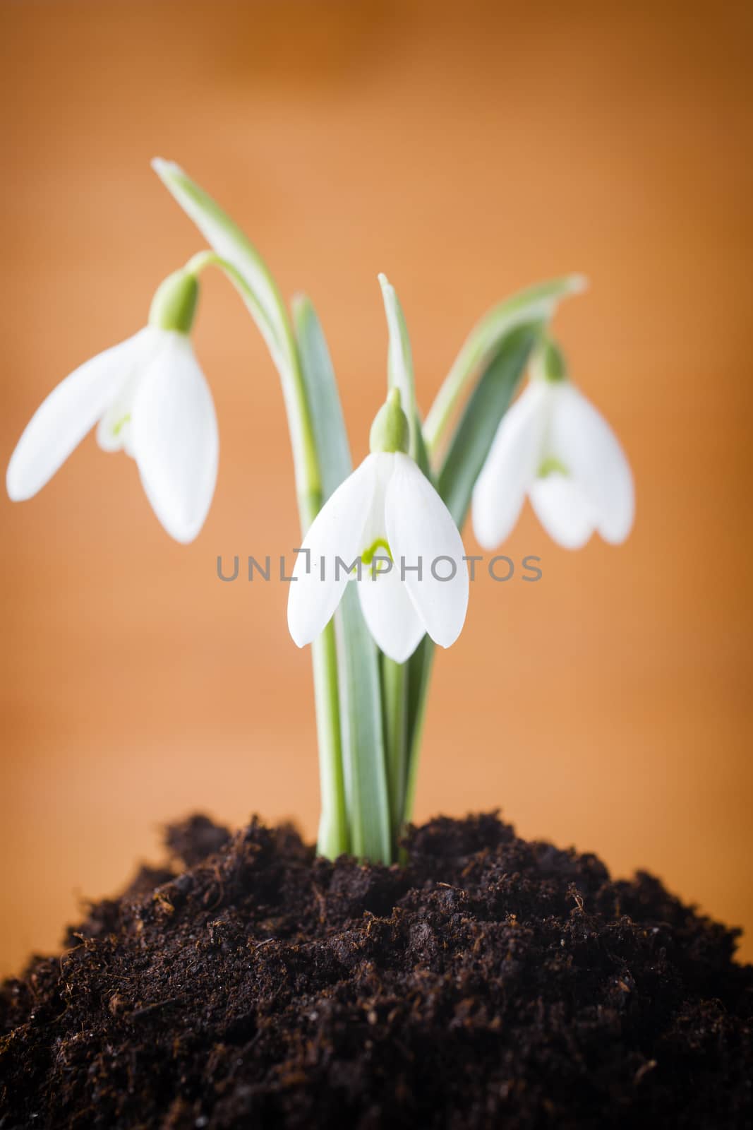 Snowdrop ground stack. Springt time.