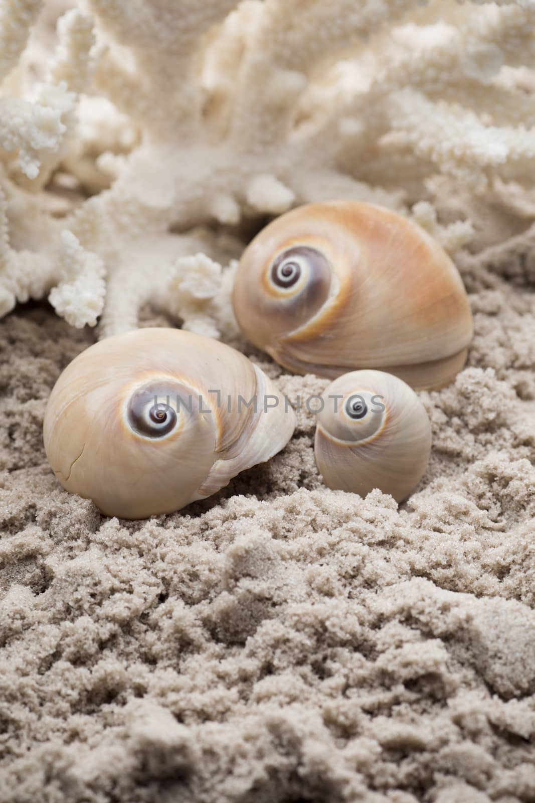 Shell and coral on the sand, the sea beach.