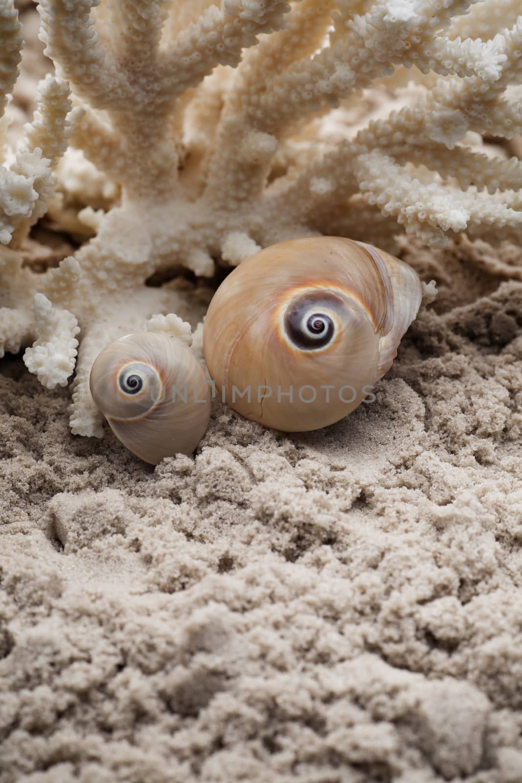 Shell and coral on the sand, the sea beach.