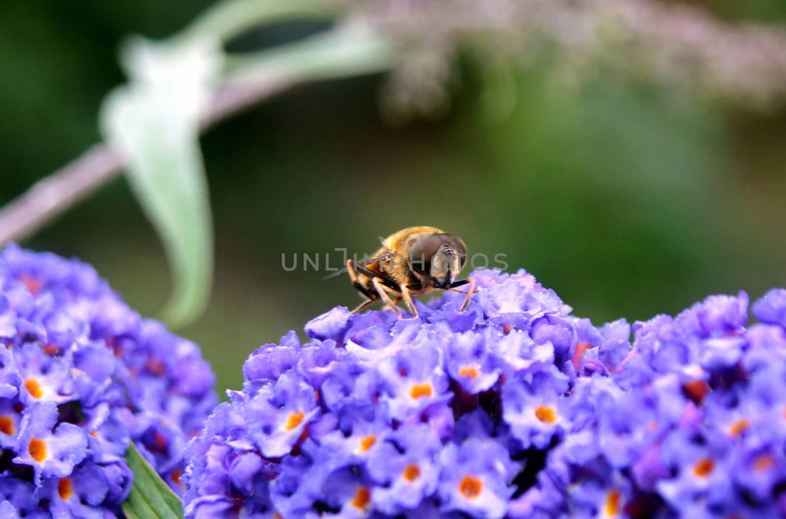 Bee on purple flower