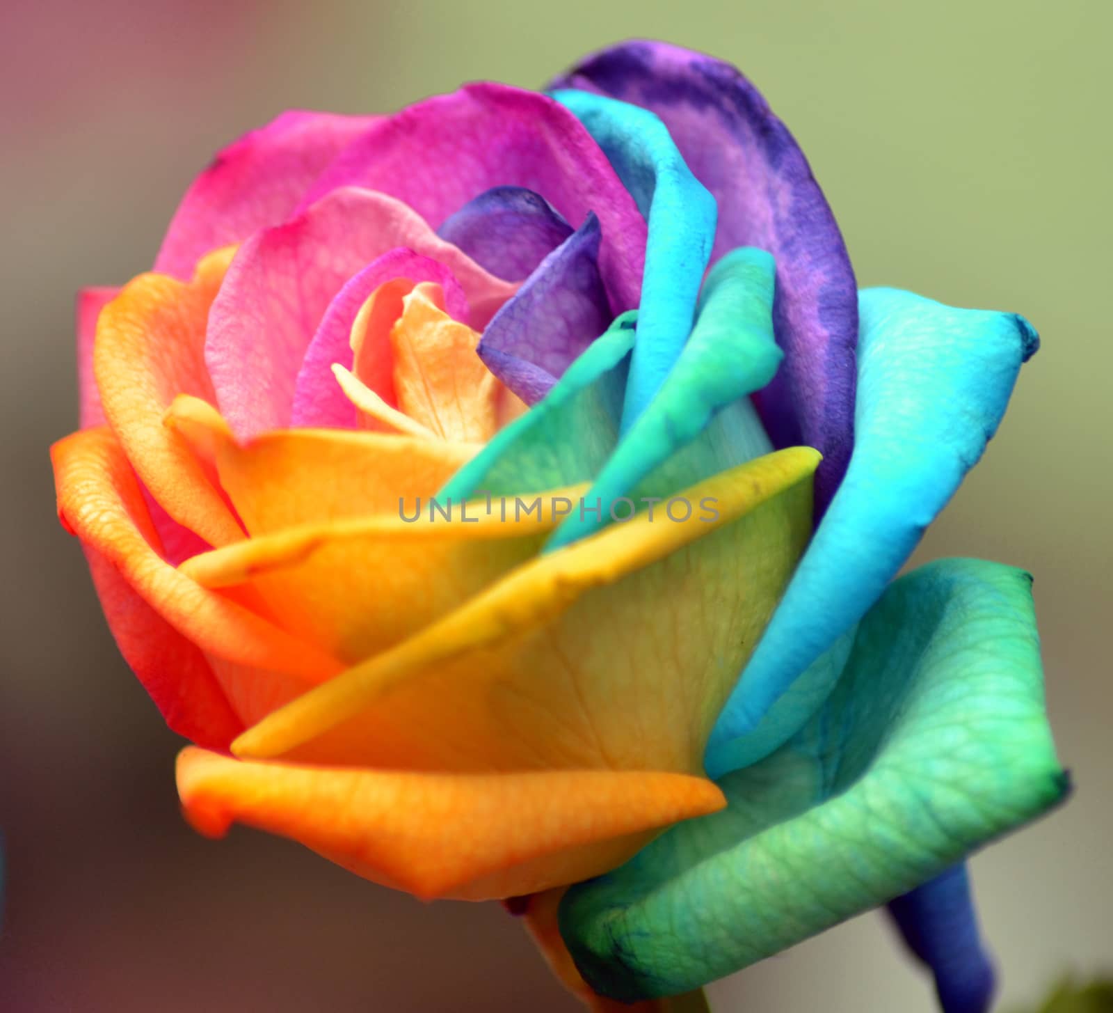 multi-colored rose by komradok