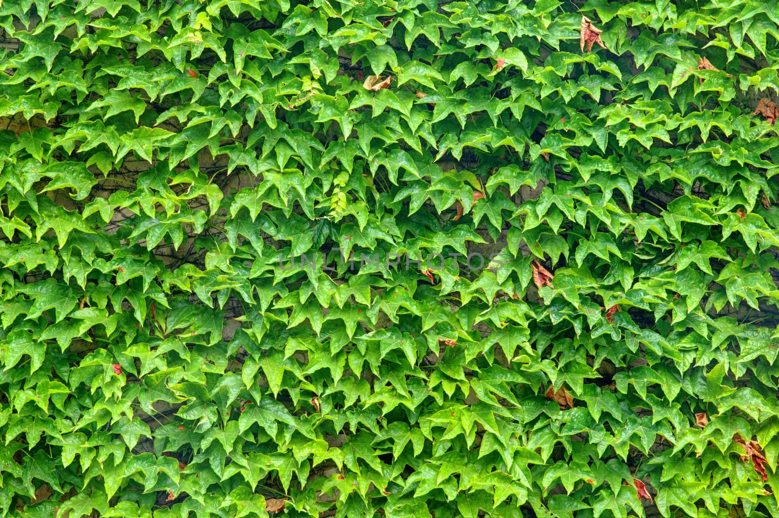 Photo shows details of green garden and its flowers.