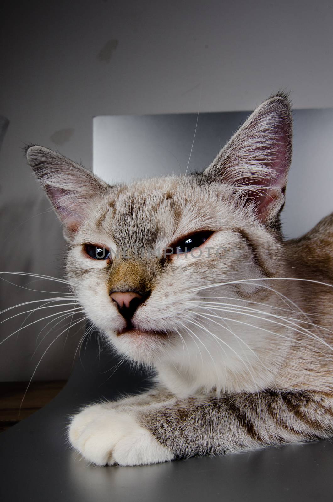 cat portrait wide angle by sarkao