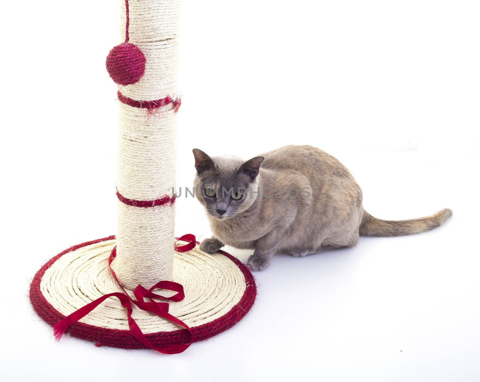  Burmese cat with a scratching post and Red Ribbon