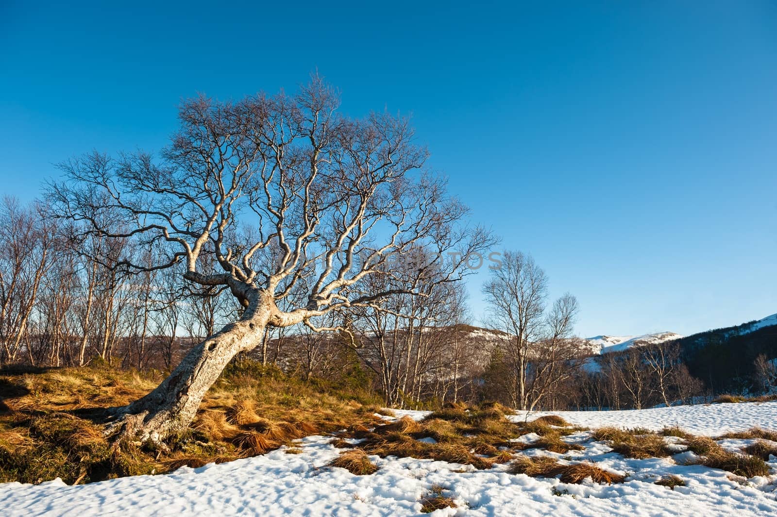 A bendt tree on mountain in Norway