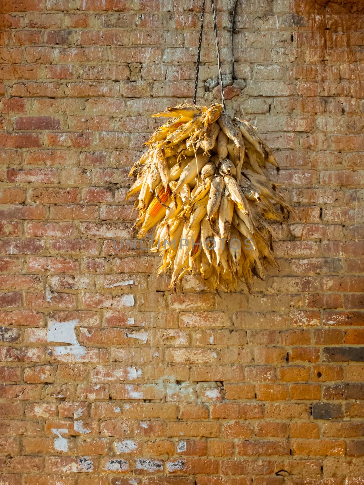 Corncobs drying against a brick wall in Nepal