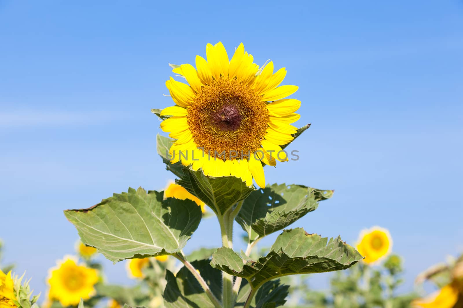 sunflower in field.blue sky in clear sky day.