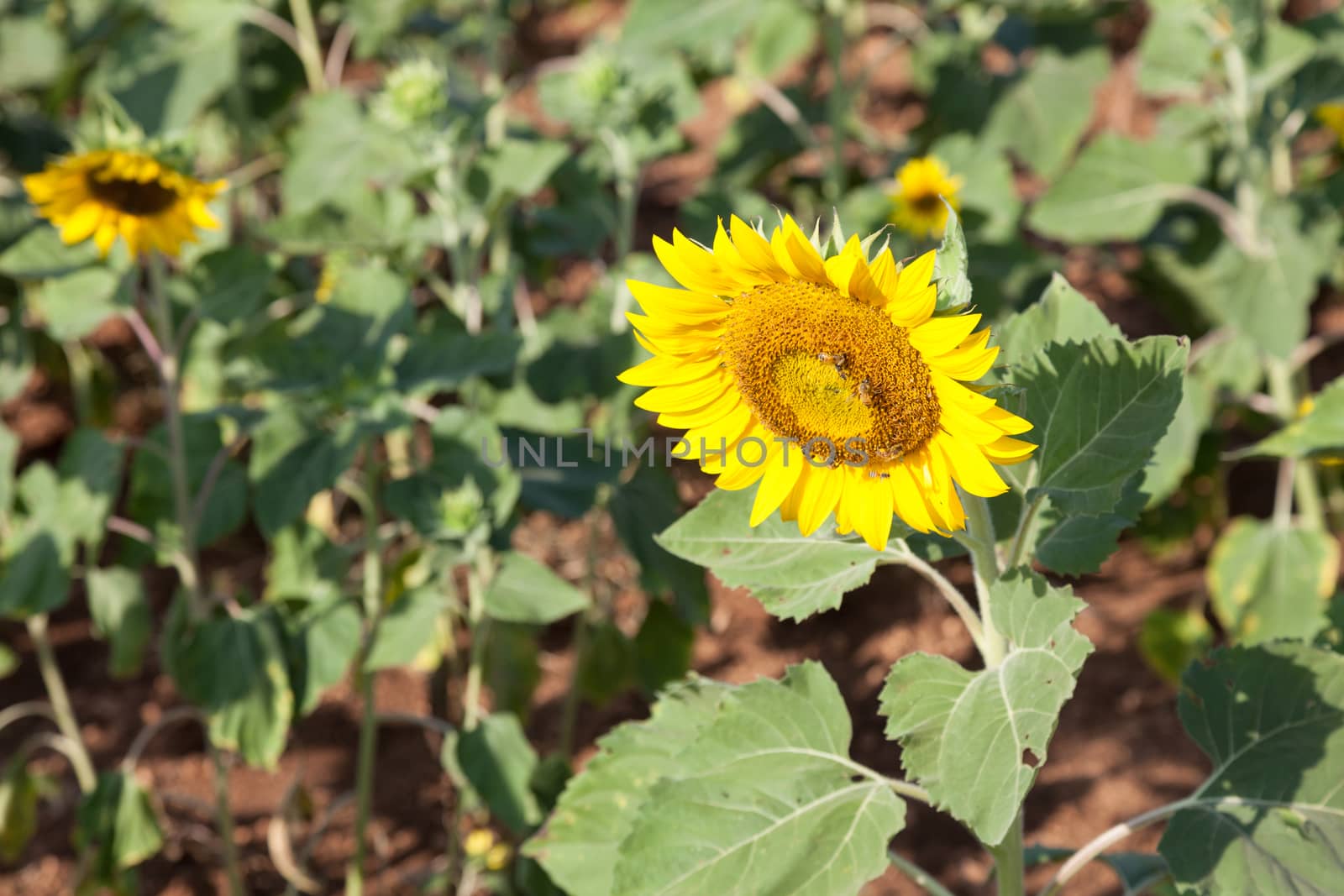 Sunflowers in the field. Sunflower sunflowers in full bloom in the morning.