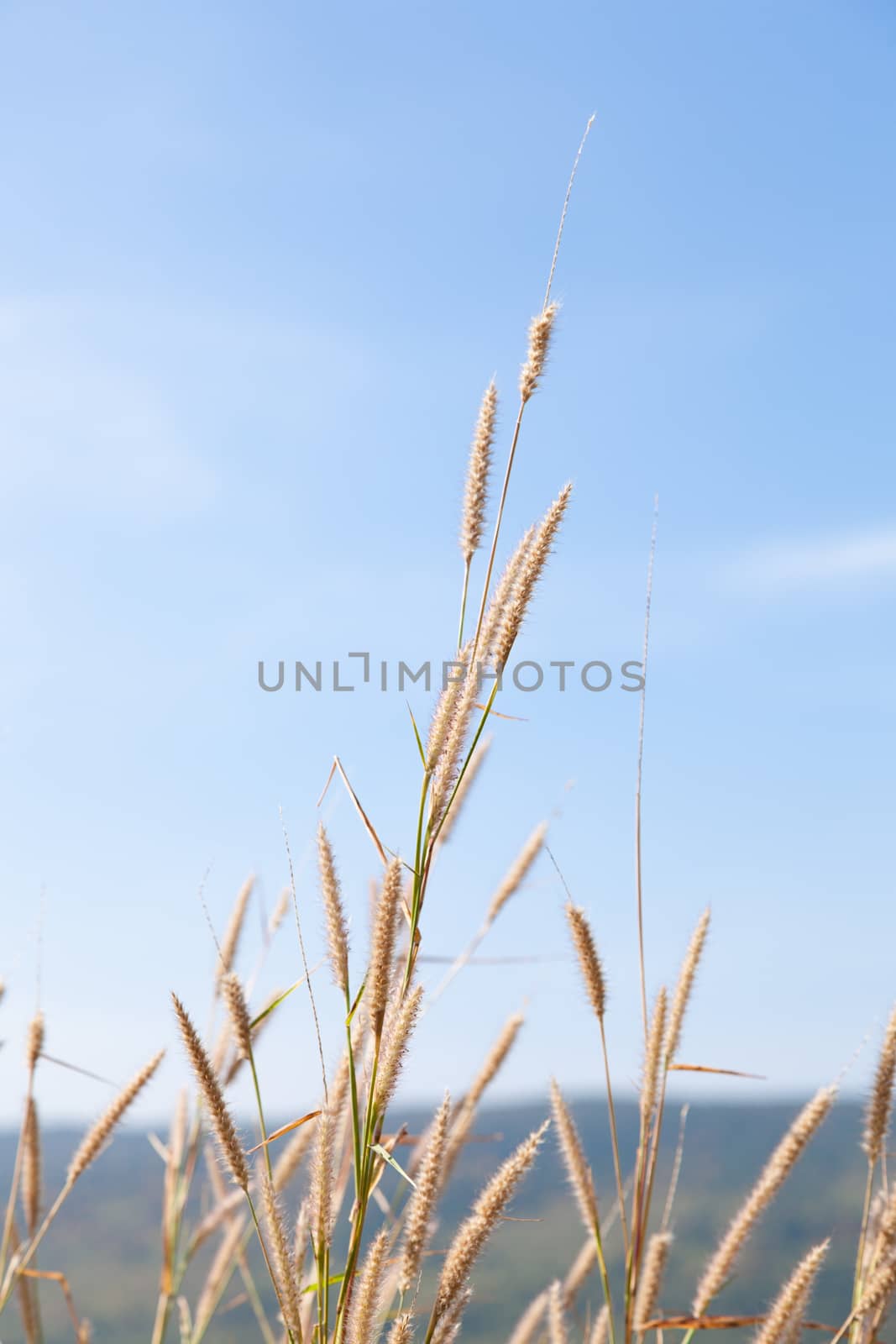 Flower of grass. Behind a clear sunny sky.