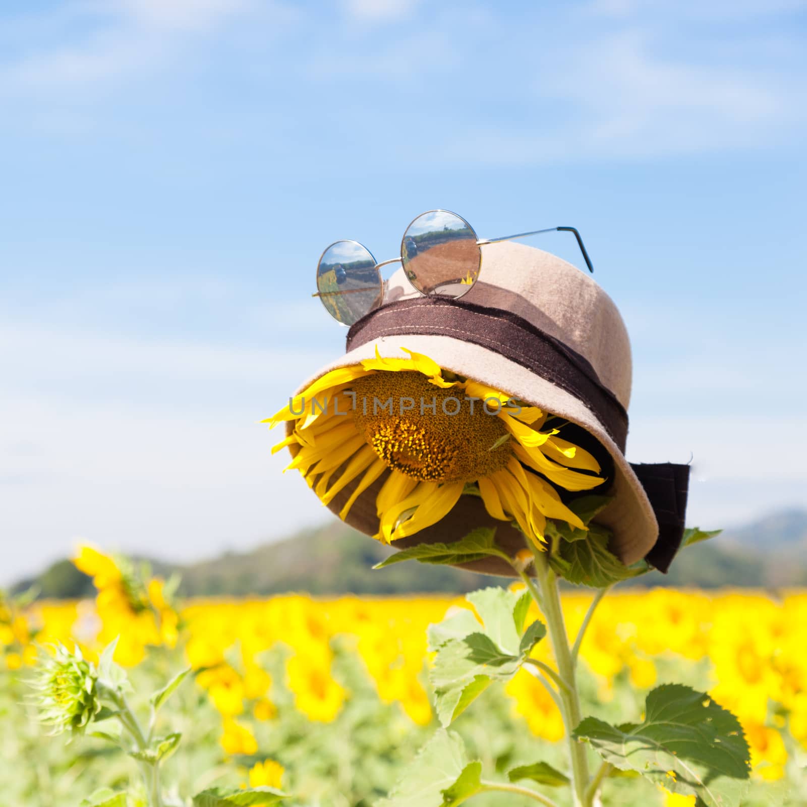 Wear a hat and sunglasses for sunflower. Holiday vacations in the sunflower sunflower fields in full bloom.