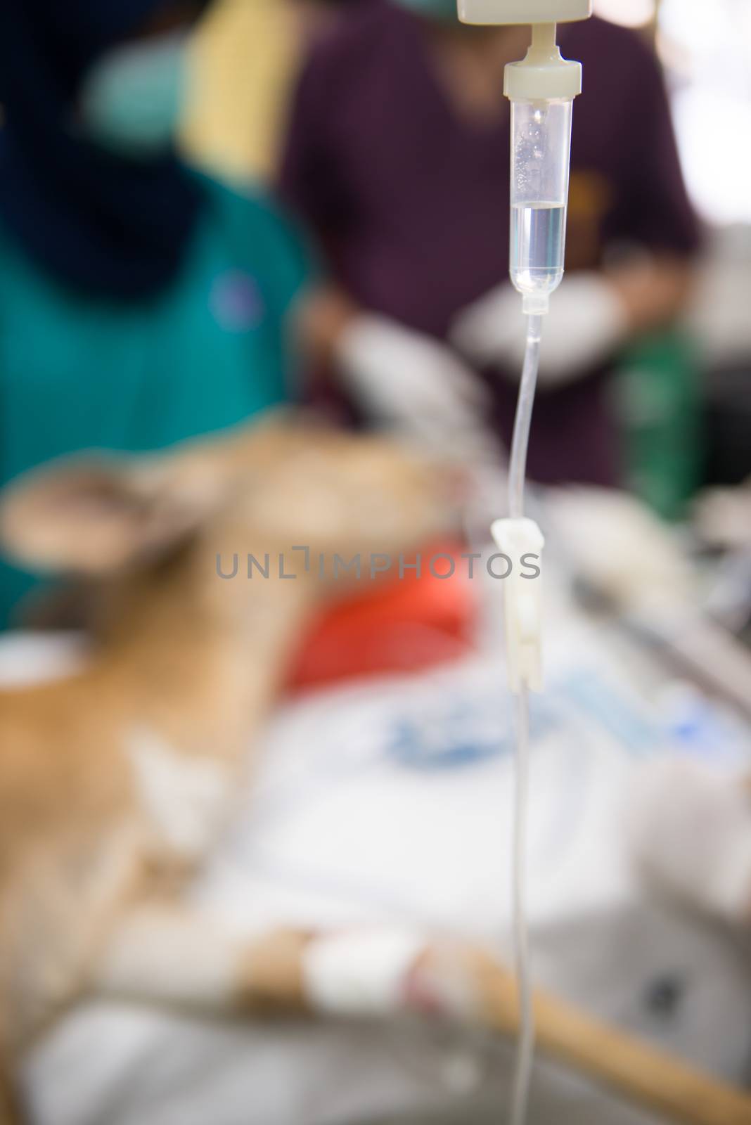 Veterinarian performing an operation on a nyala by anankkml