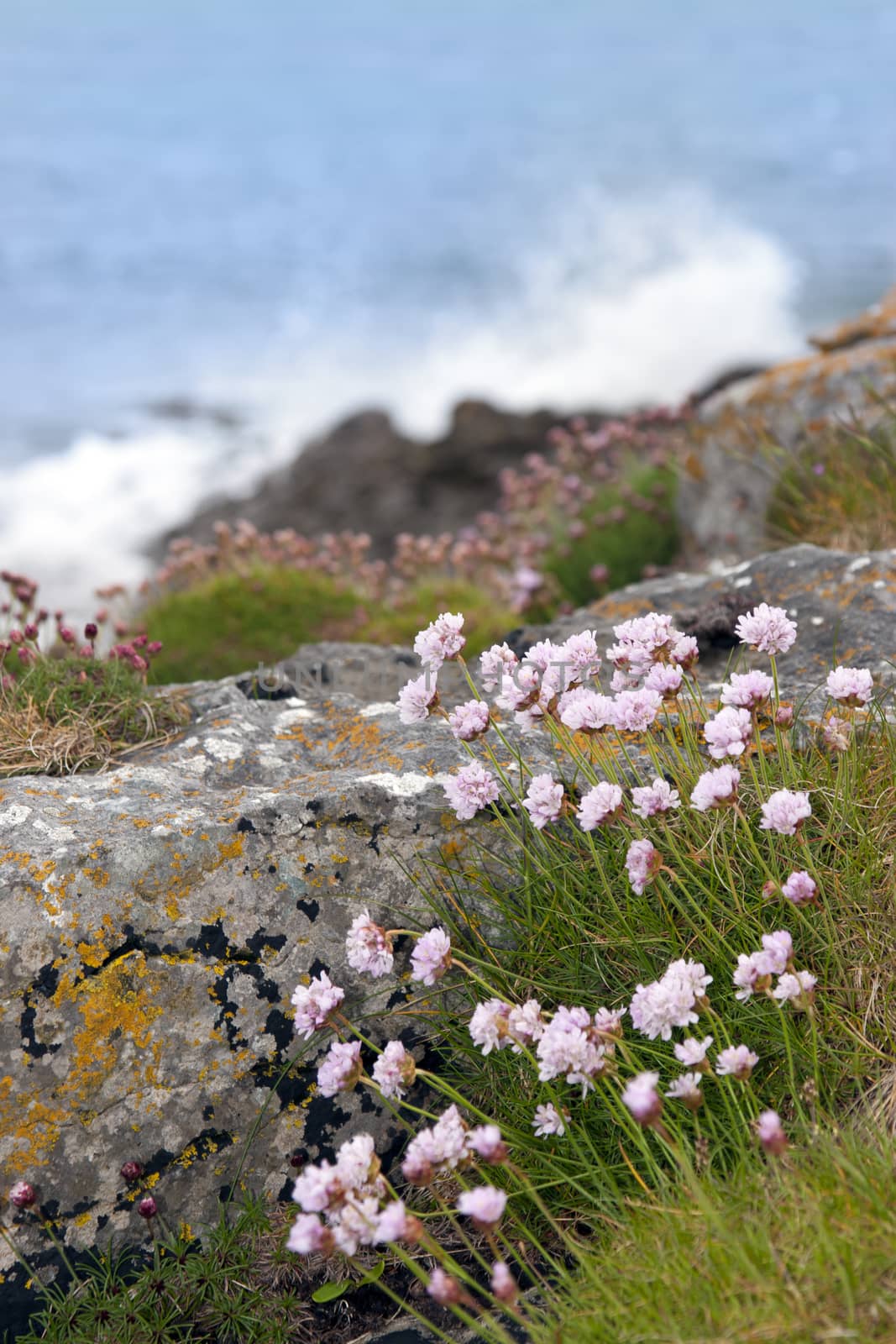 coastal pink wildflowers on the wild atlantic way in county Kerry Ireland