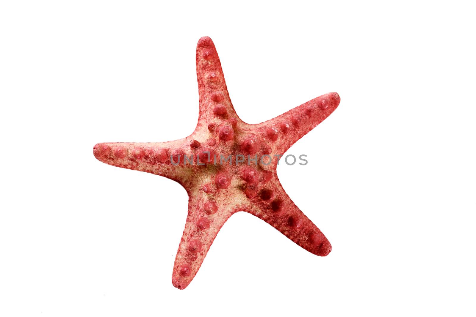 Closeup view of a reddish starfish or sea star. Class: Asteroidea. Isolated