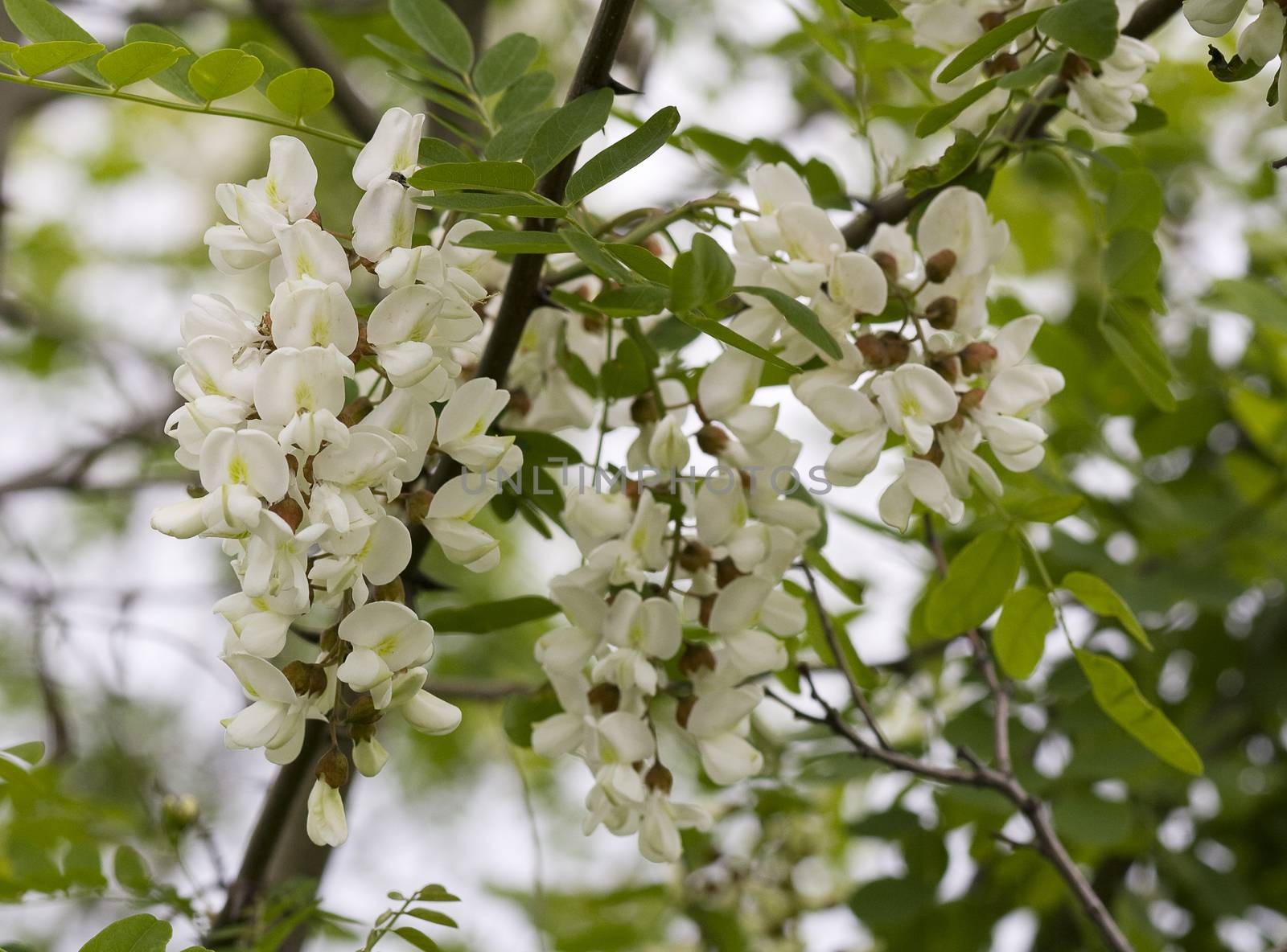 Acacia flowers and leaves with shallow depth of field.