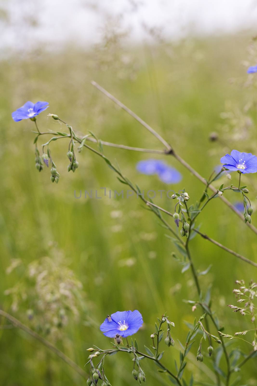 Blue wildflowers with blurry background.