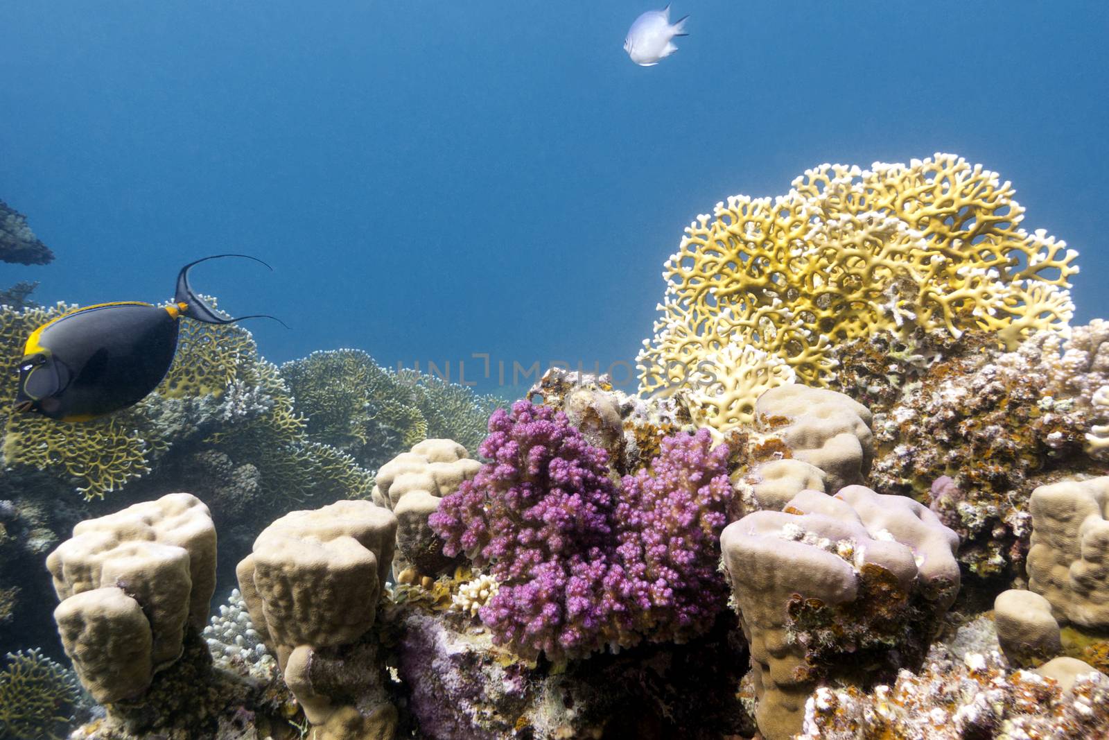coral reef with hard and fire corals on the bottom of tropical sea on blue water background