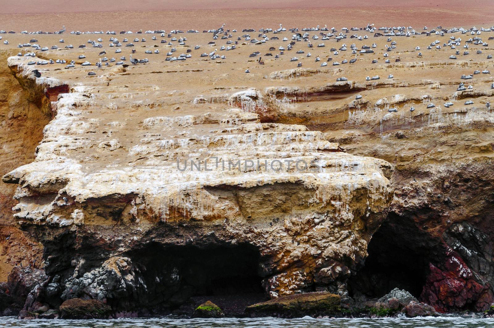 Wild birds on rocky formation ballestas island, paracas, Peru