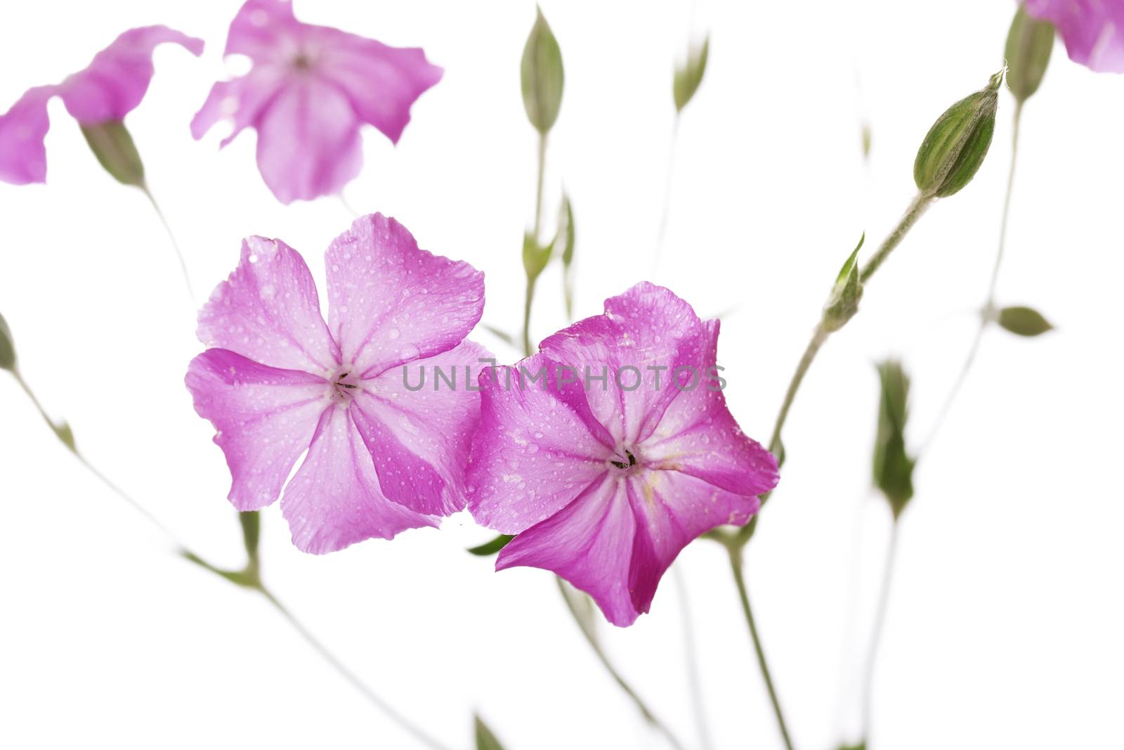 Dew drops on pink wild flowers isolated on white background by Irina1977