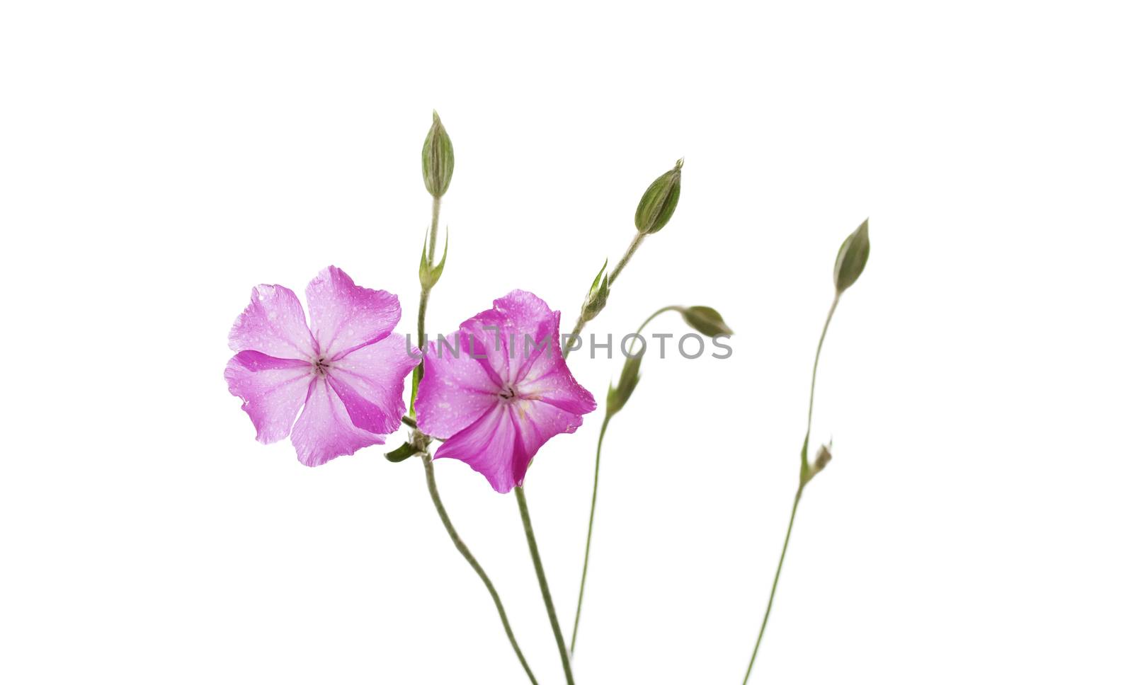 Dew drops on pink wild flowers isolated on white background