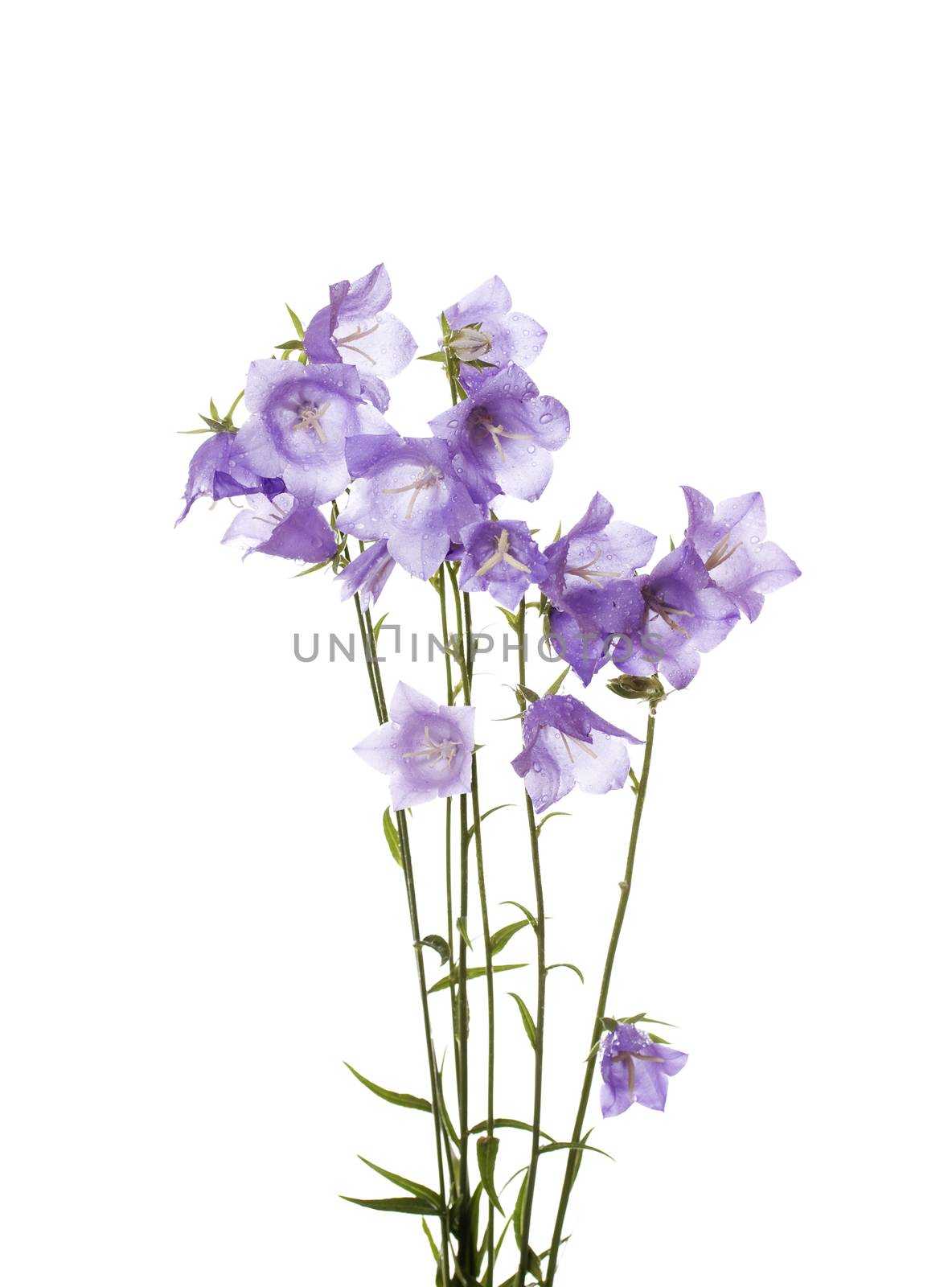 Blue bells forest isolated on white background