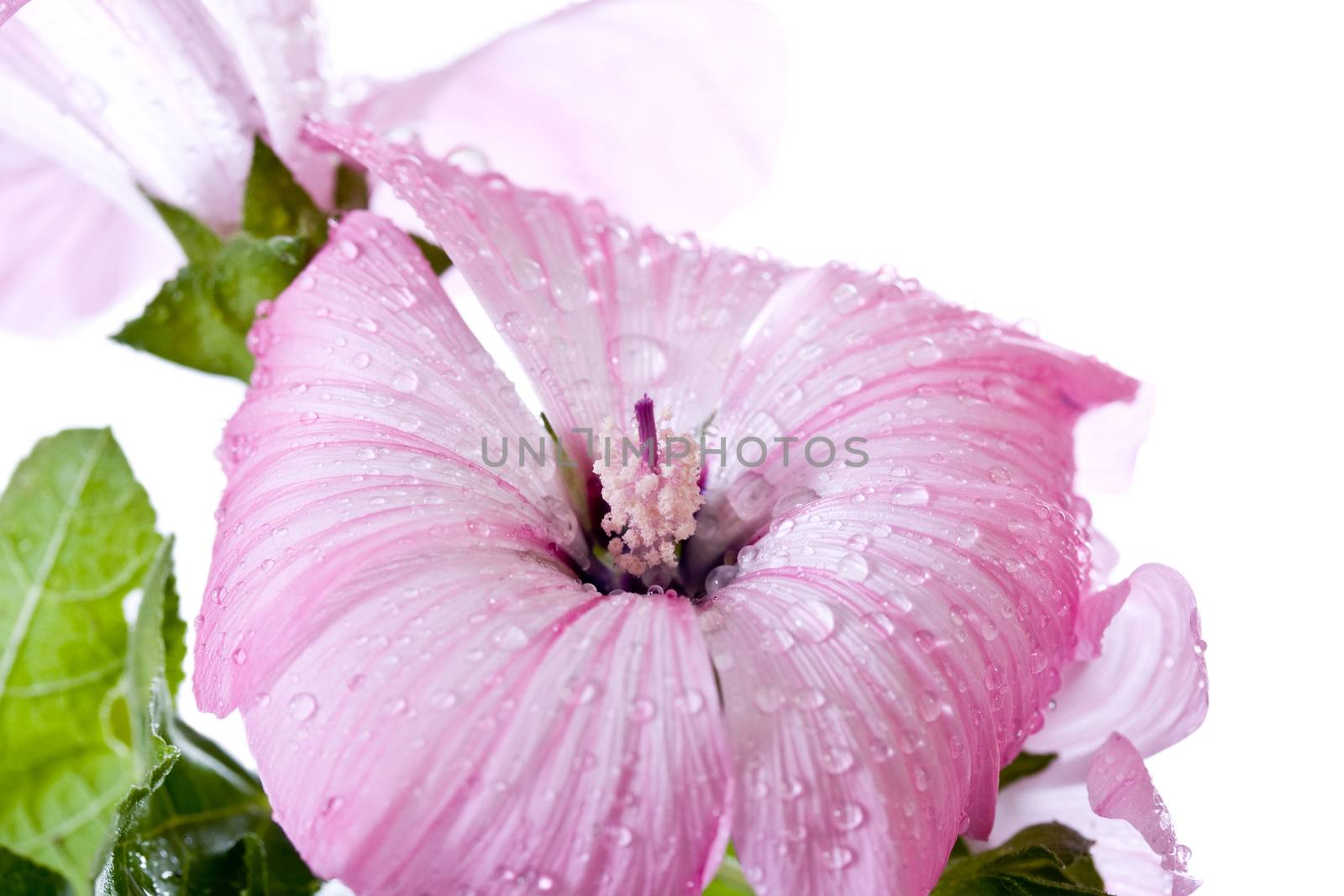 Pink Hibiscus Flower with drops of dew on petals isolated on white background