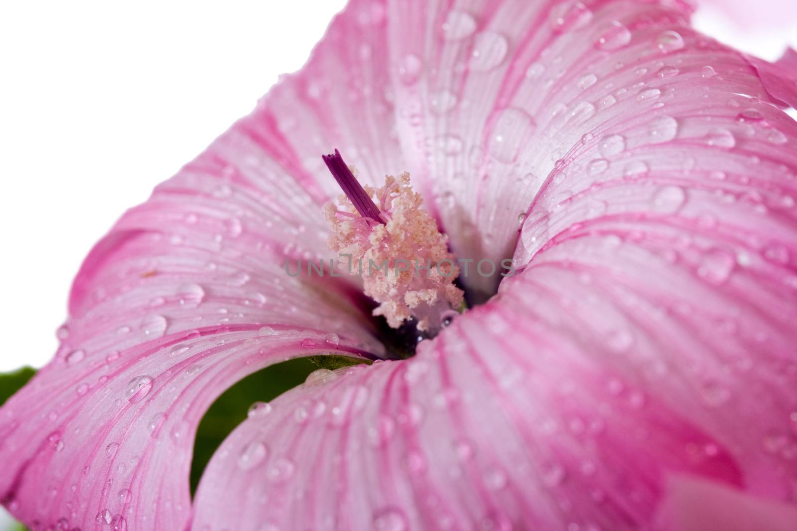 Macro of a flower with visible water drops. Flower placed against a white background.