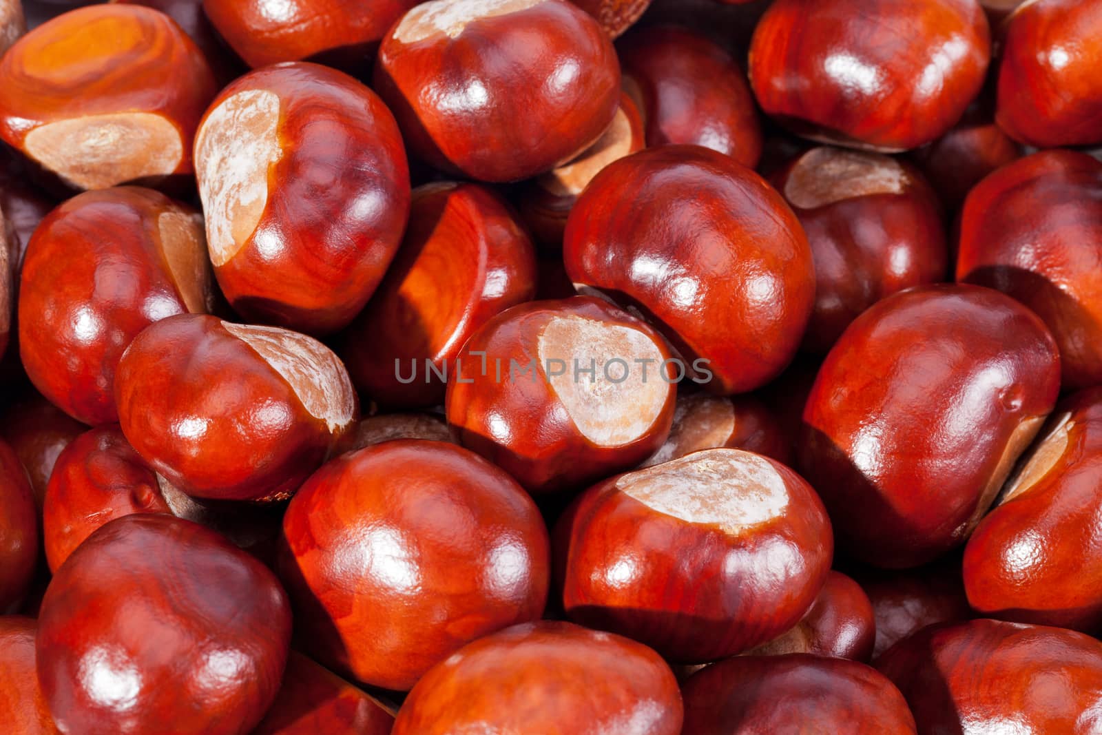 background of young chestnuts macro