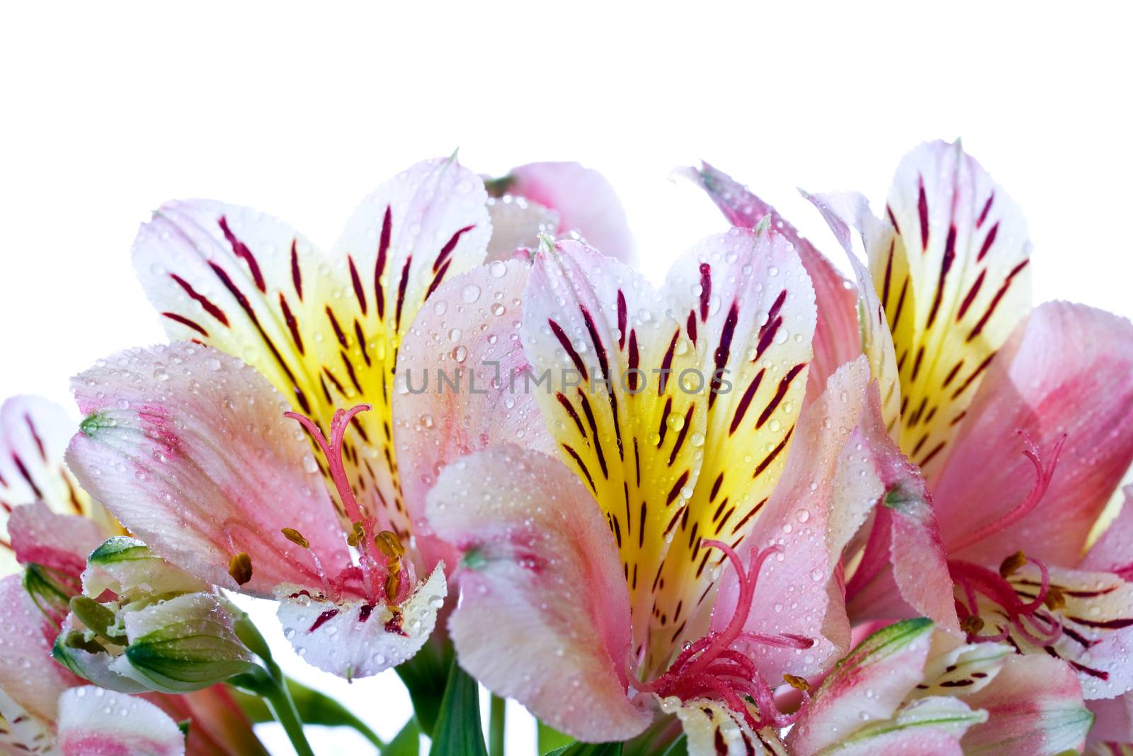 Alstroemeria closeup on white background with water droplets