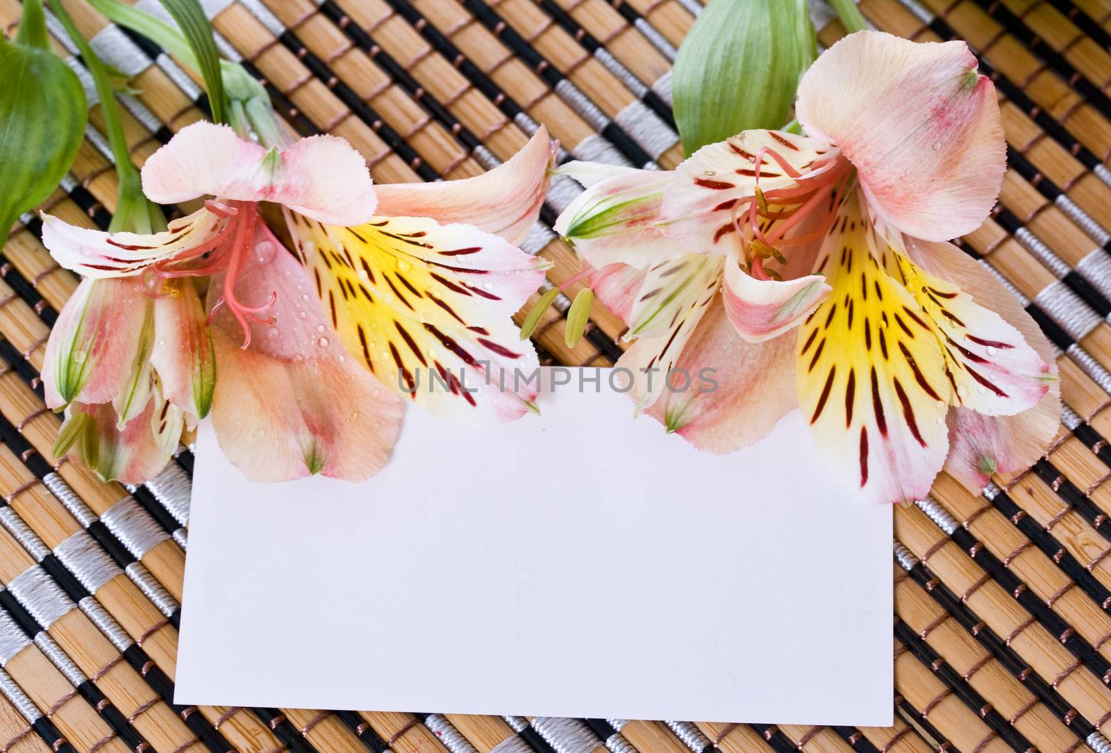 Alstroemeria flowers with a white card by Irina1977