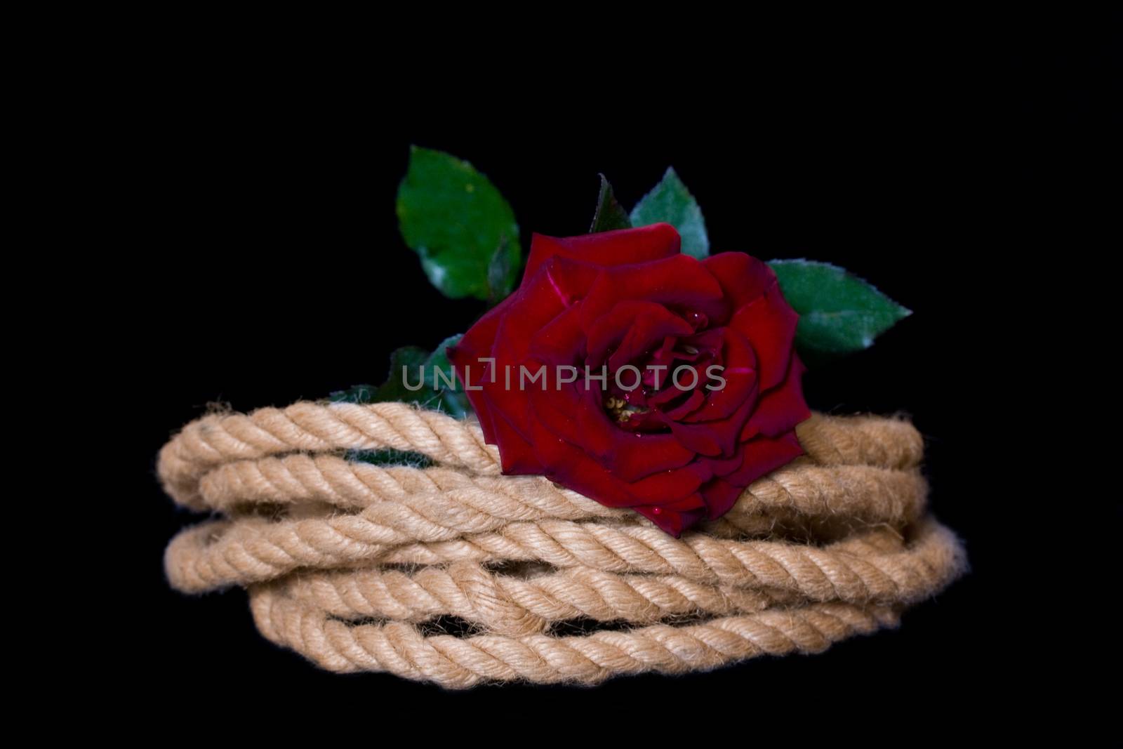 Red rose on flexible cords isolated on black background