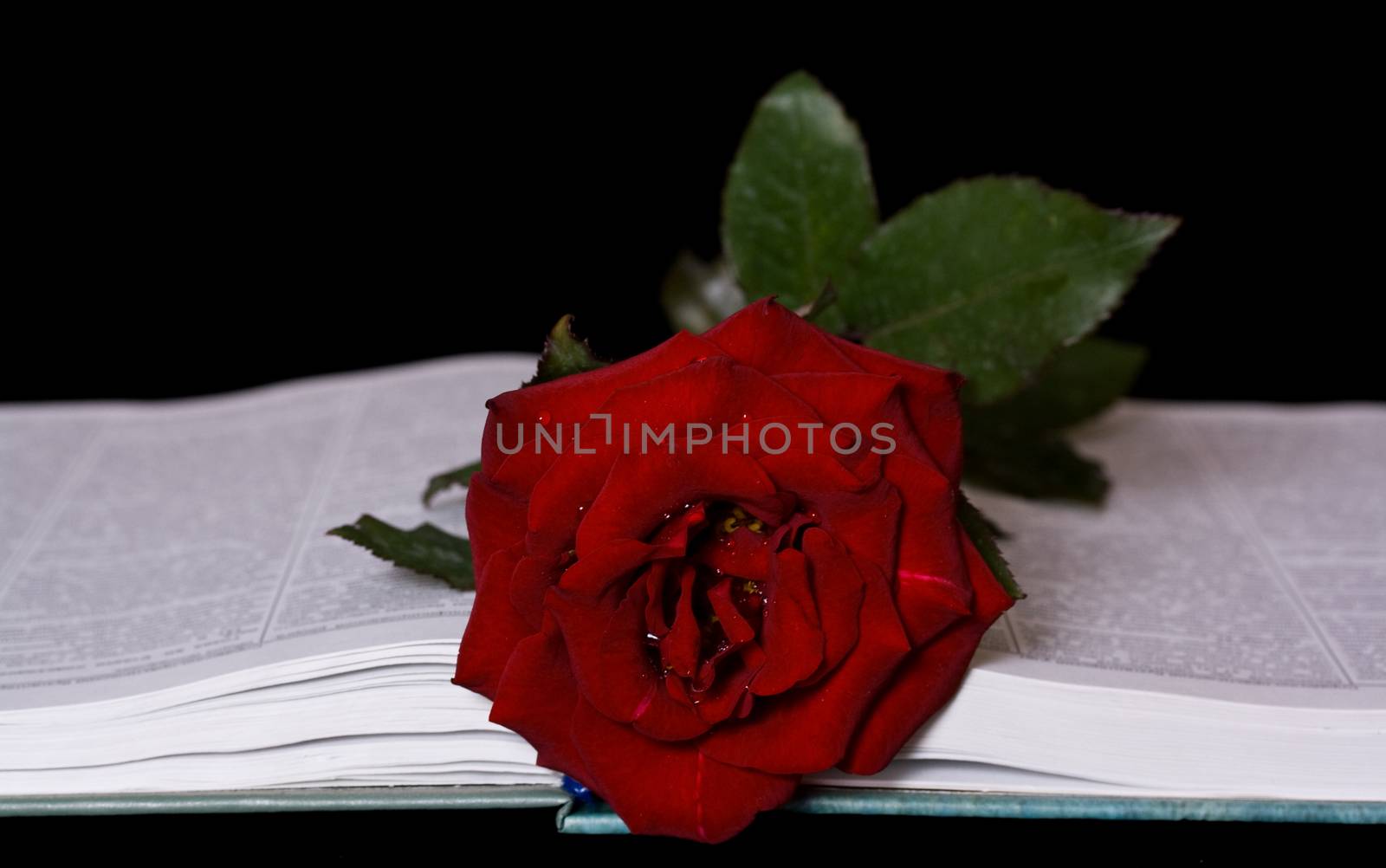 Rose and book for st. george day or valentines day