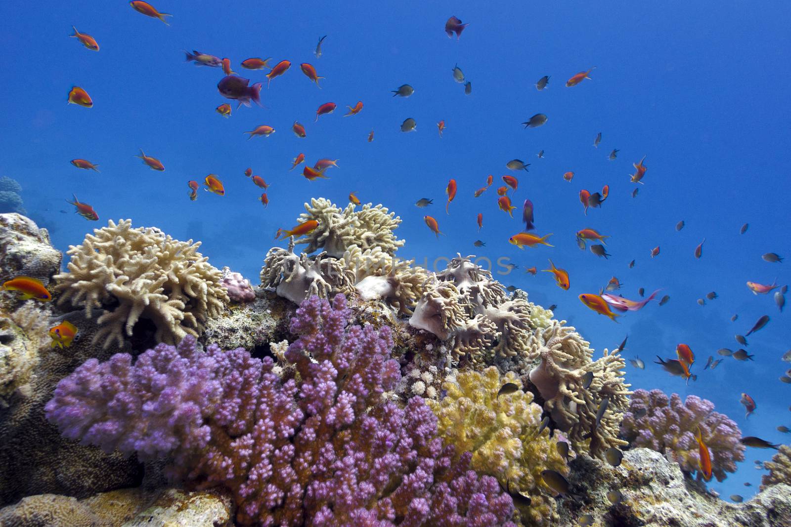 coral reef with soft and hard corals on the bottom of red sea  in egypt by mychadre77