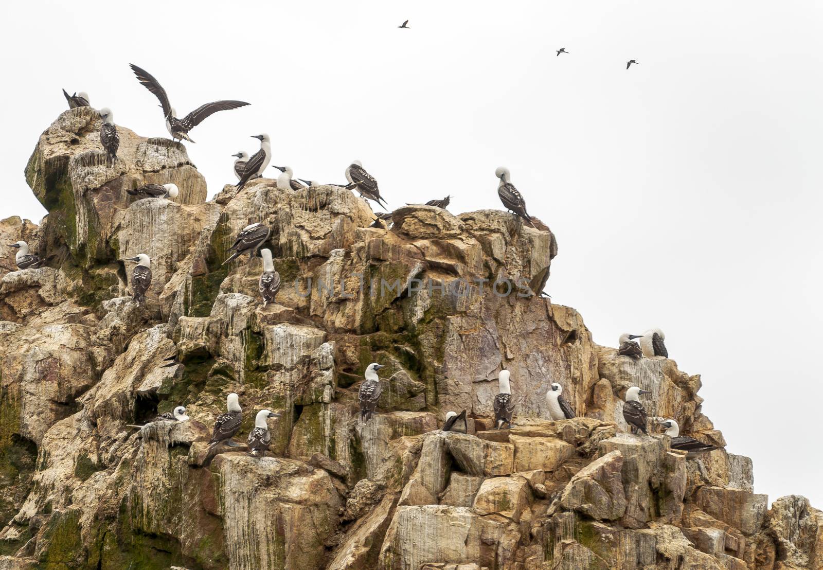 Wild birds on rocky formation ballestas island, paracas, Peru