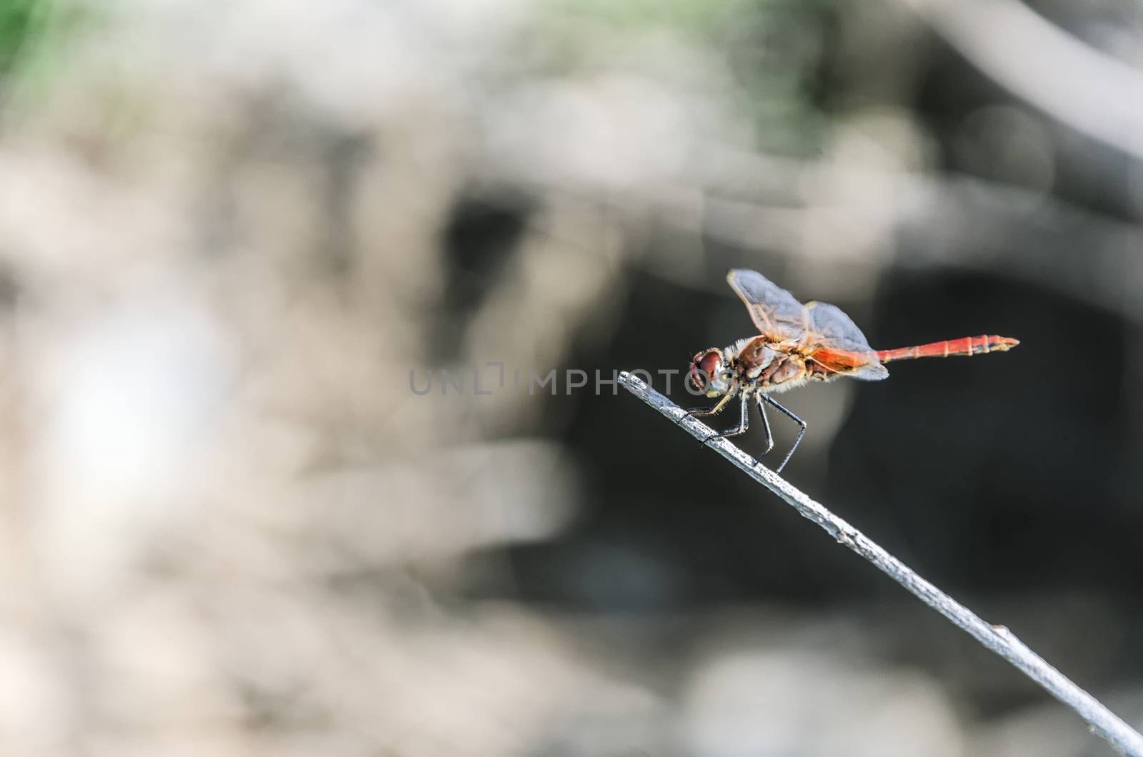 A dragonfly is an insect belonging to the suborder Anisoptera