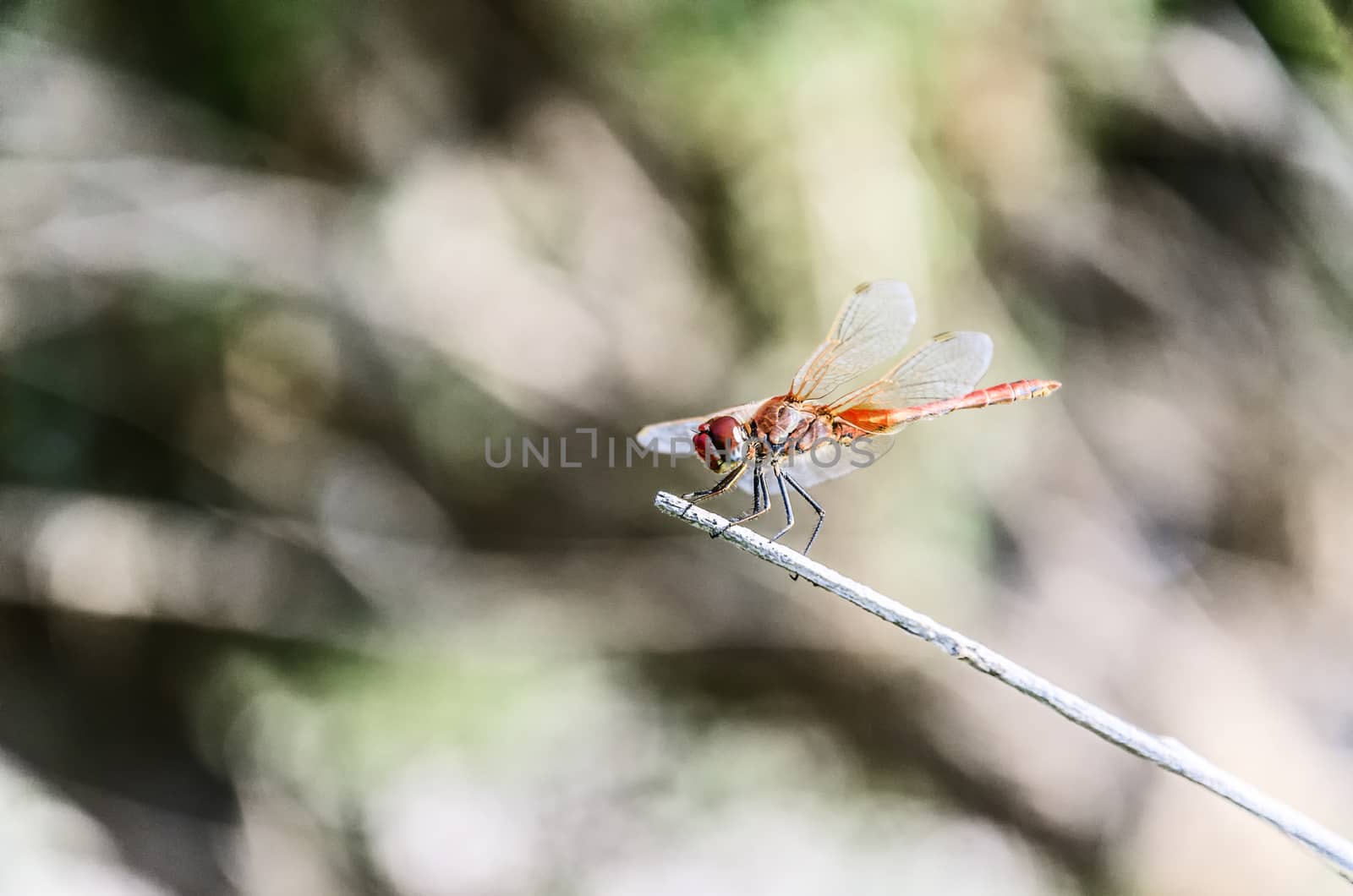 A dragonfly is an insect belonging to the suborder Anisoptera