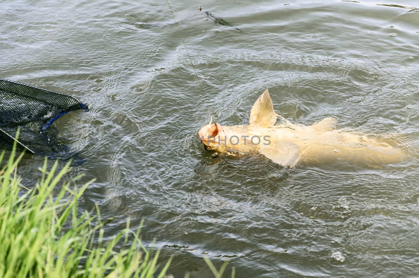 fishing carp at Ebro river