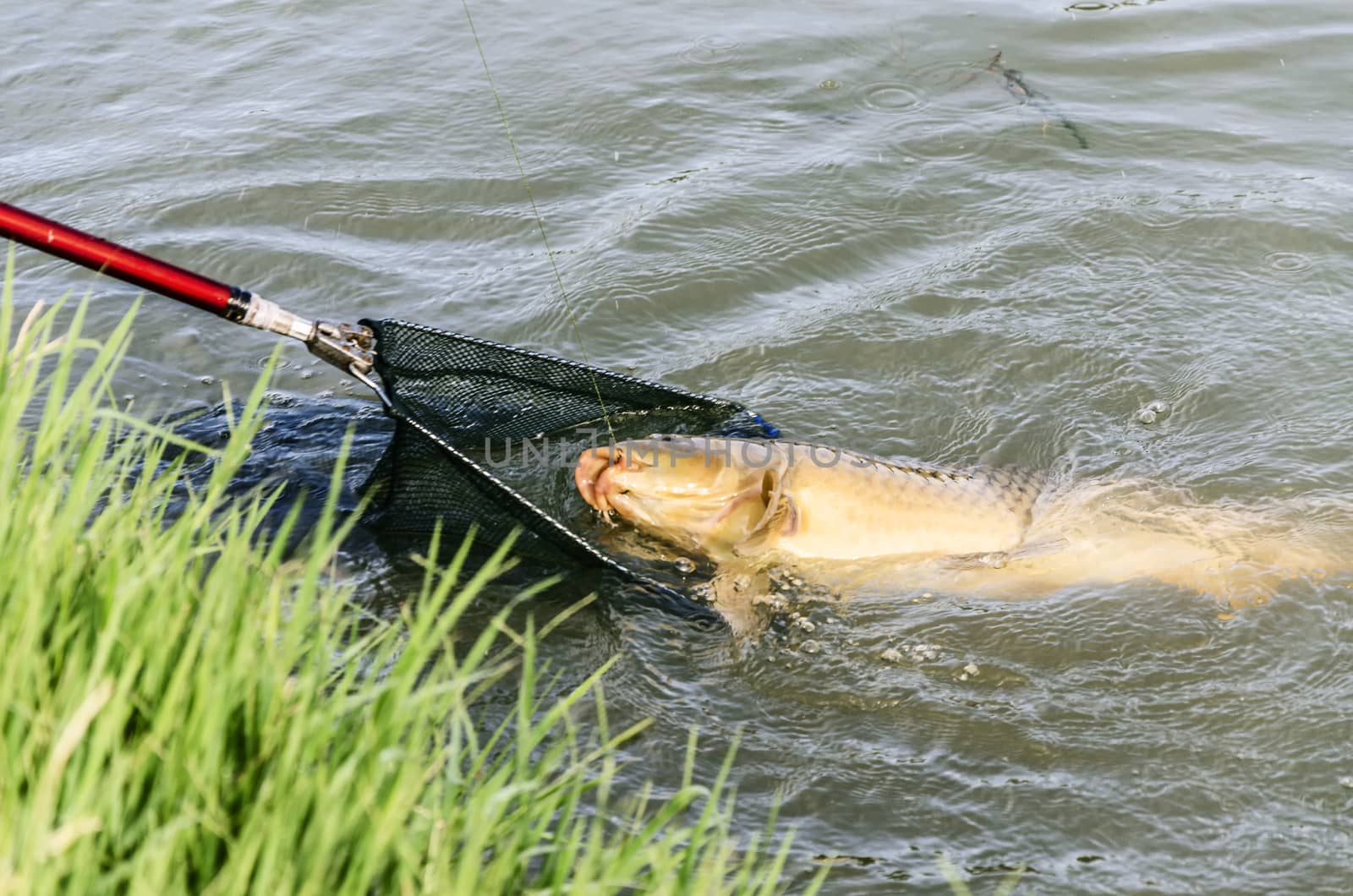 fishing carp at Ebro river