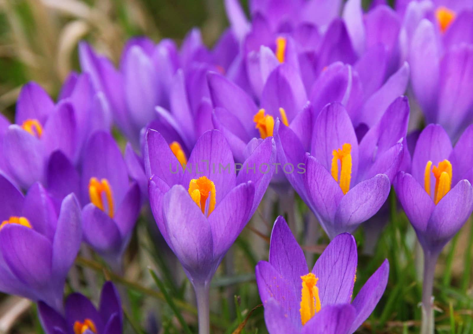 Violet crocus is one of the first spring flowers can use as background