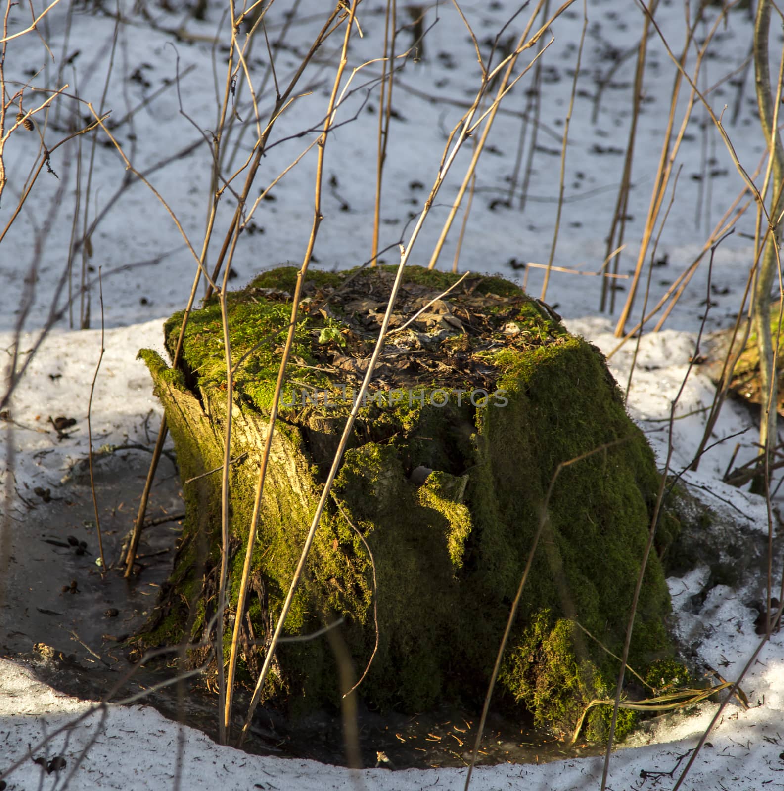 Mossy Stump with snow surrounding it.