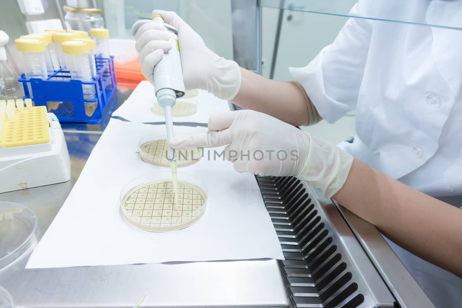 Life science professional grafting bacteria in the pettri dishes. Scientist researching in the laboratory.