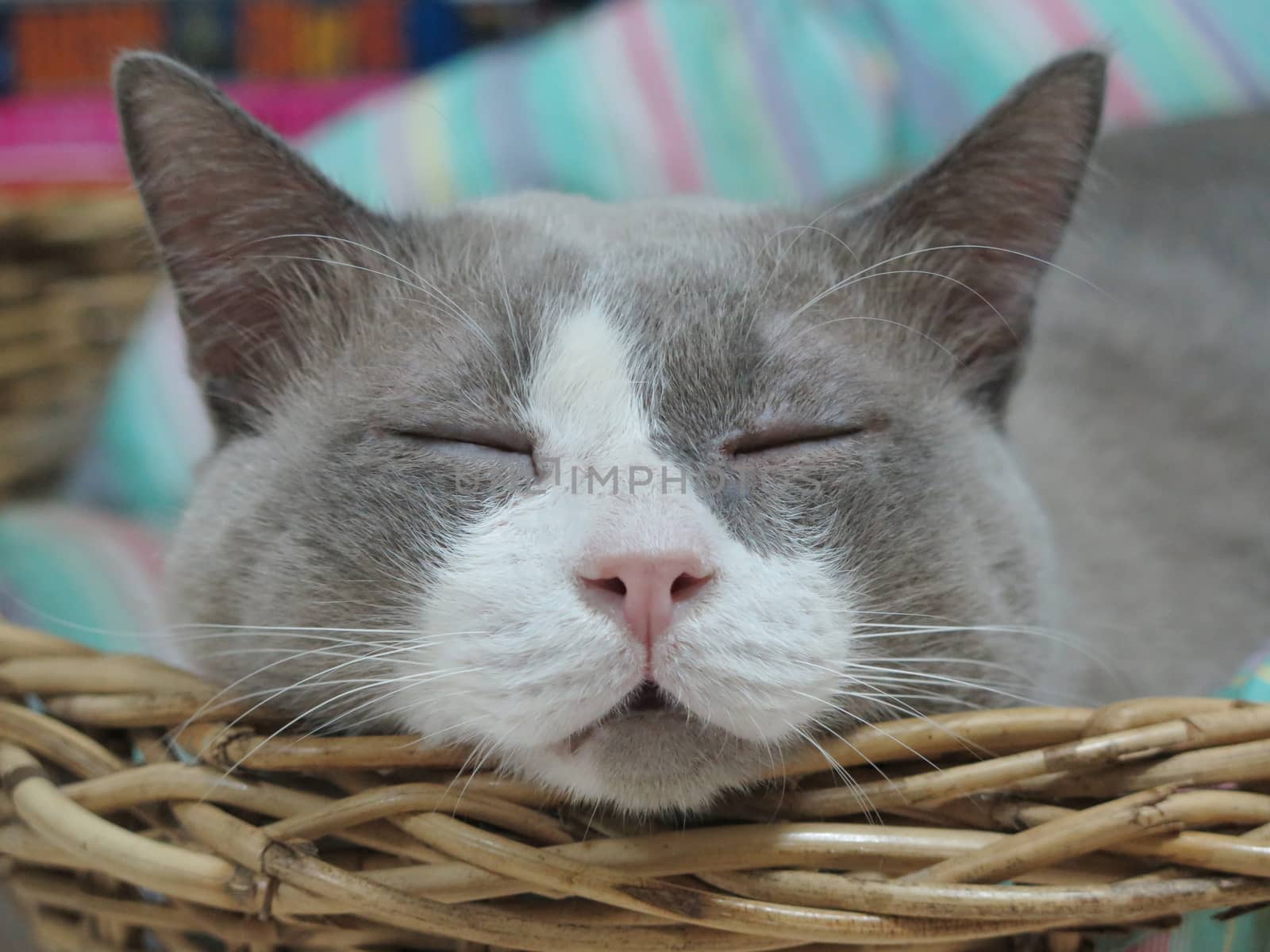 closed up the grey cat is sleeping on basket