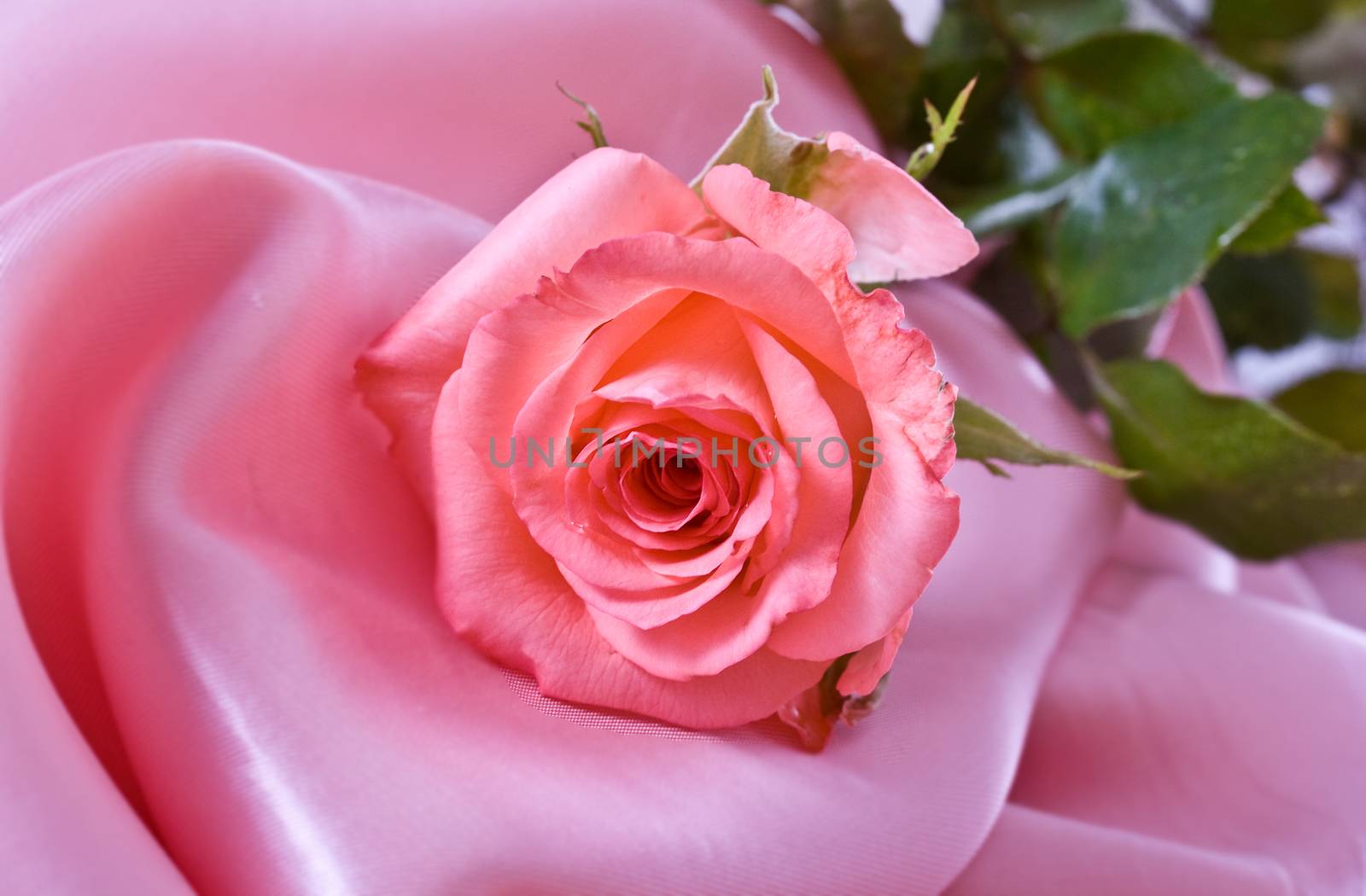Beautiful pink rose on a delicate pink silk
