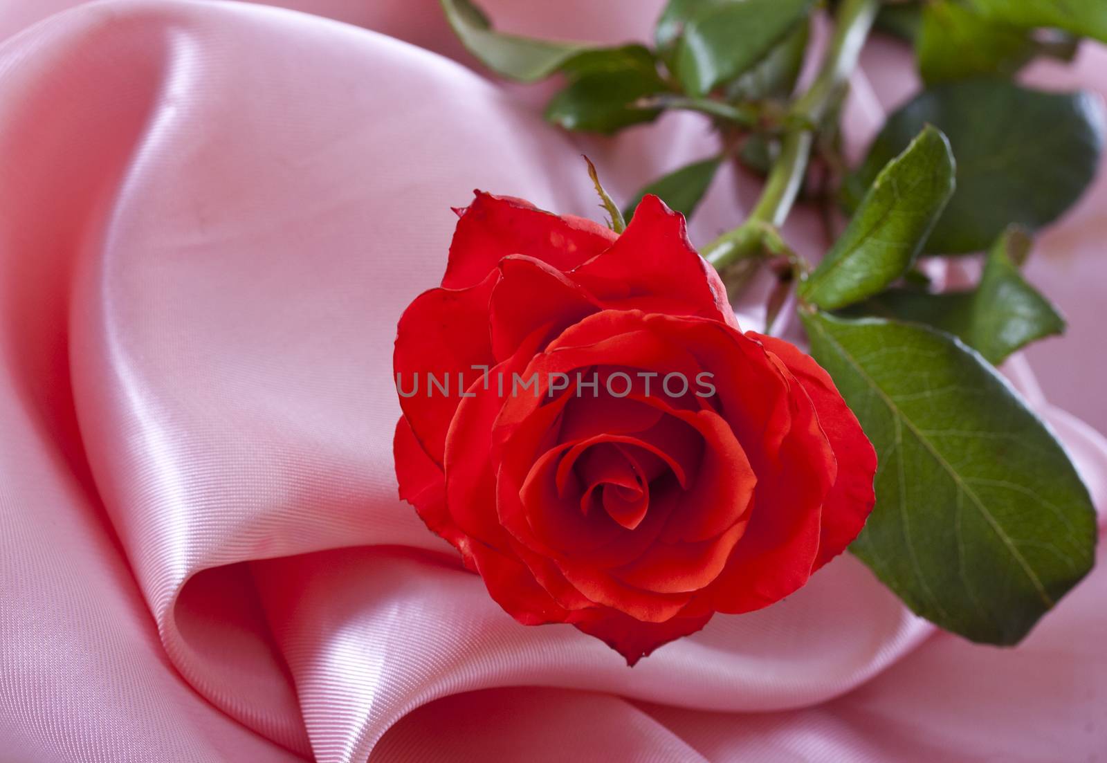 Beautiful pink rose on a delicate pink silk.