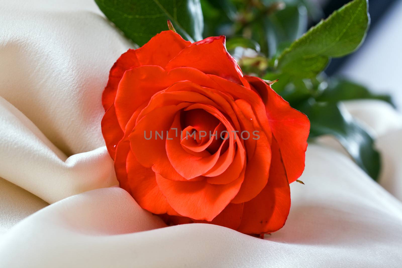 Beautiful and fresh rose on a gentle yellow silk