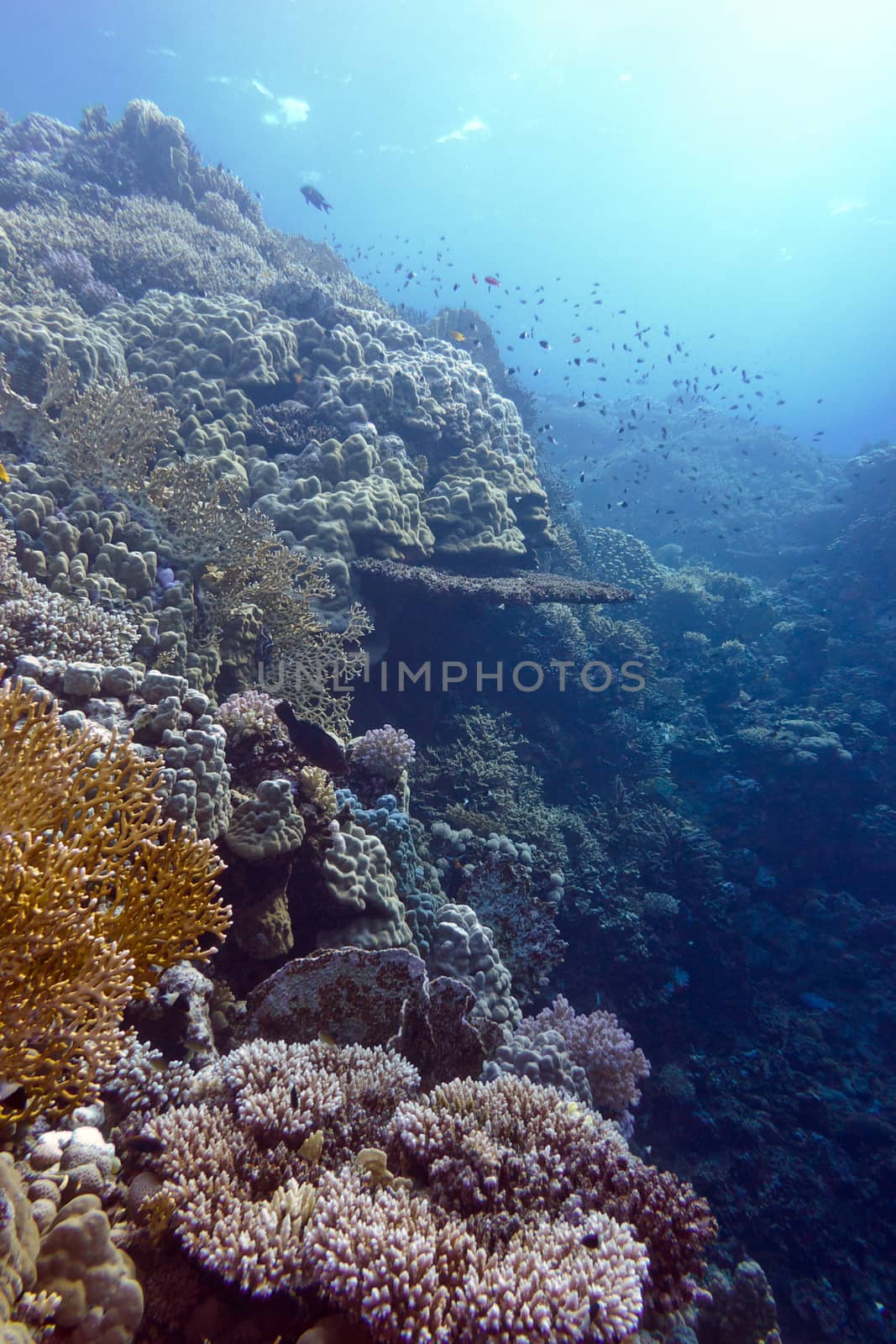 coral reef with hard and fire corals at the bottom of tropical sea by mychadre77