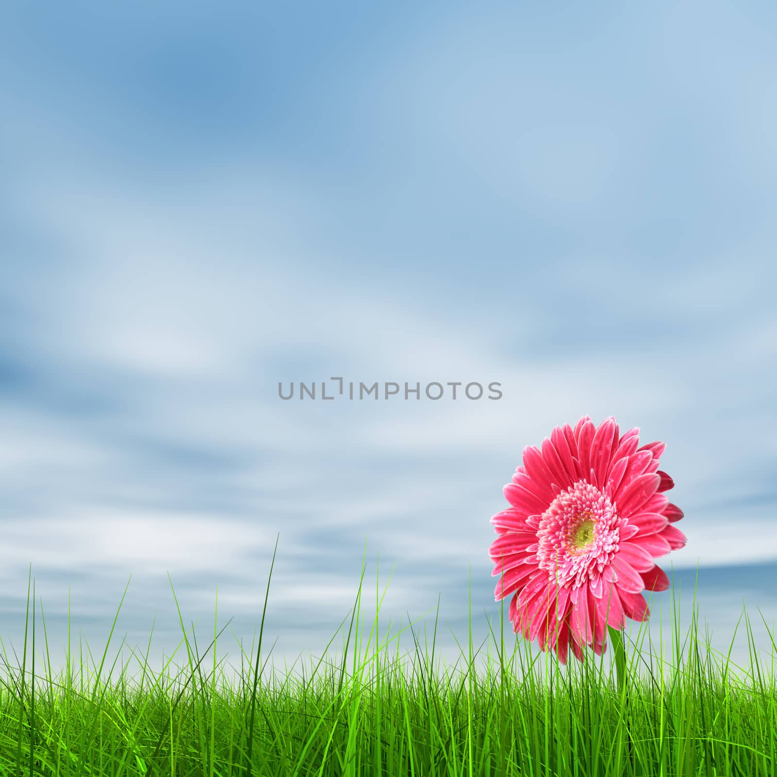 Conceptual spring pink flower in green grass background