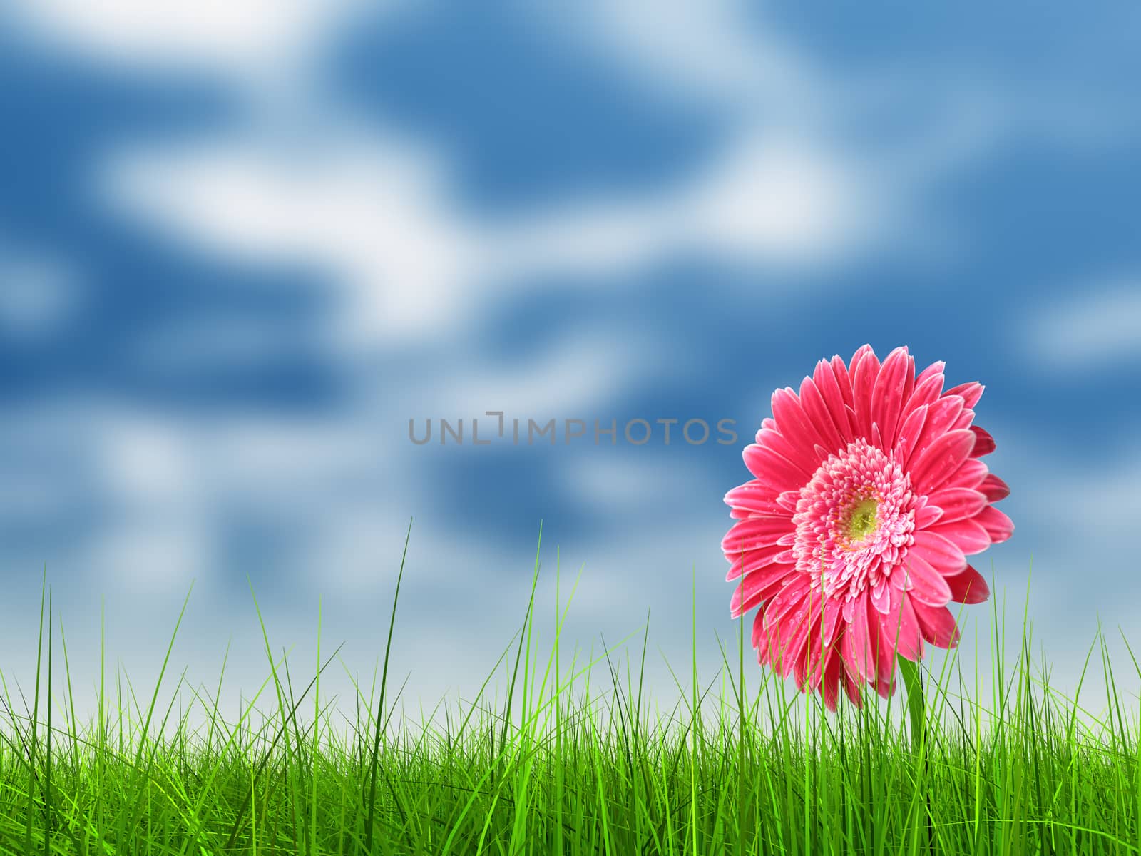 Conceptual pink flower in green grass by design36